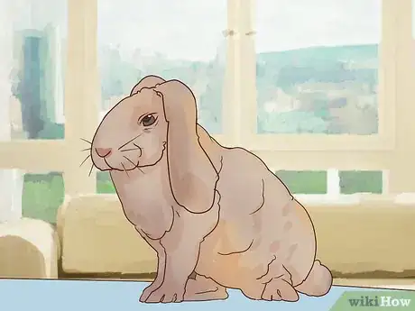 Imagem intitulada Deal with a Sick Rabbit Step 1