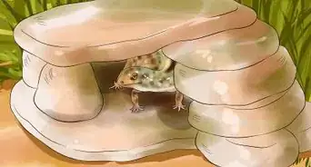 Capturar uma Lagartixa