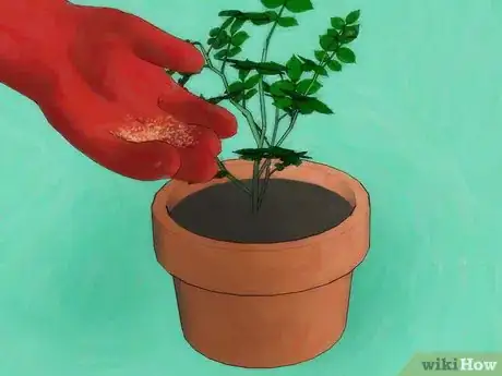 Imagem intitulada Grow Roses from Seed Step 14