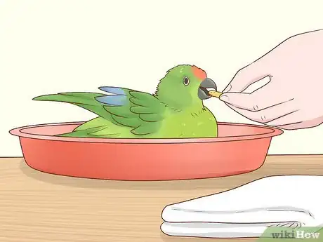 Imagem intitulada Train a Parrot Step 5