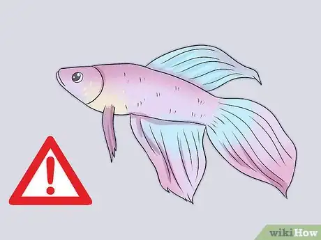 Imagem intitulada Tell How Old a Betta Fish Is Step 4