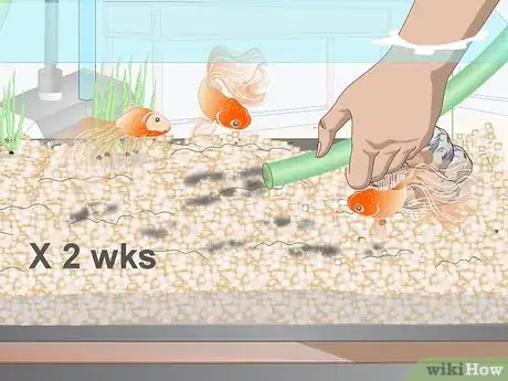 Imagem intitulada Clean Fish Tank Rocks Step 15