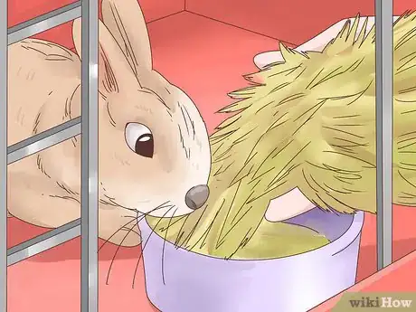 Imagem intitulada Treat Diarrhea in Rabbits Step 8