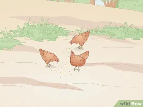 Imagem intitulada Catch a Chicken Step 4