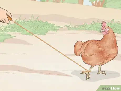 Imagem intitulada Catch a Chicken Step 7