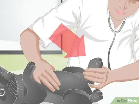 Imagem intitulada Treat Sore Hocks in Rabbits Step 1