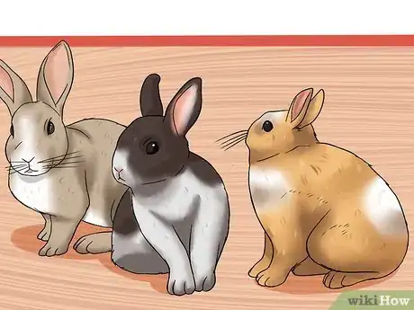 Imagem intitulada Care for a House Rabbit Step 5