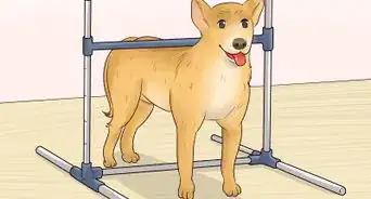 Medir a Altura de um Cachorro