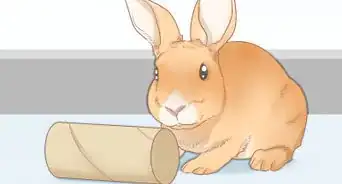 Preparar uma Gaiola de Coelho