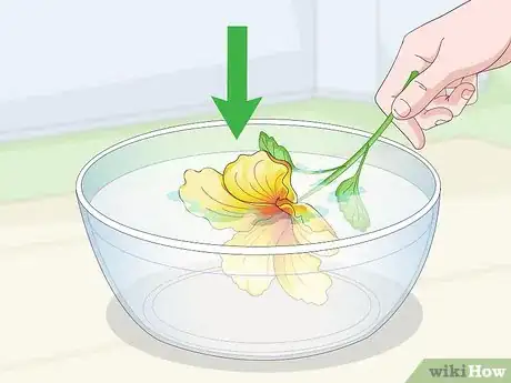 Imagem intitulada Dry a Hibiscus Flower Step 11