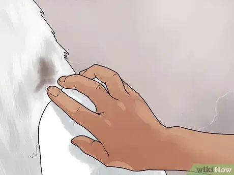 Imagem intitulada Clean Fur Step 5