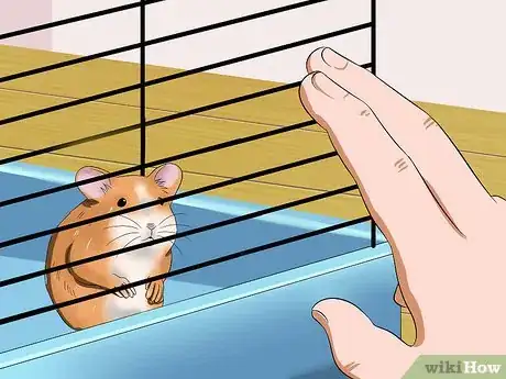 Imagem intitulada Make Your Hamster Trust You Step 6
