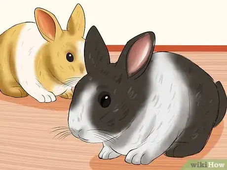Imagem intitulada Care for Dutch Rabbits Step 2