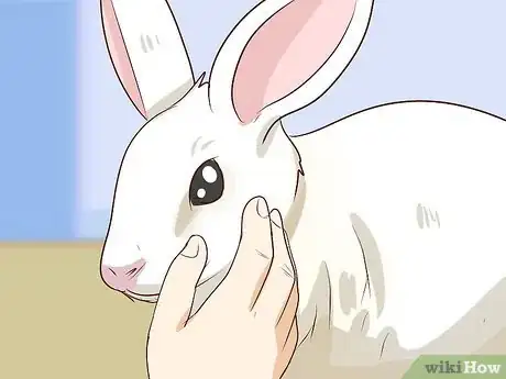 Imagem intitulada Pet a Rabbit Step 7