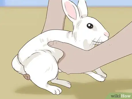 Imagem intitulada Pet a Rabbit Step 8