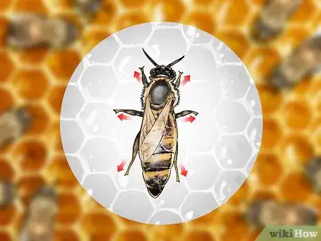 Imagem intitulada Identify a Queen Bee Step 3