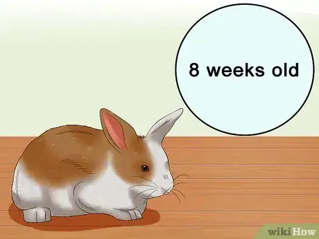 Imagem intitulada Buy a Rabbit Step 5