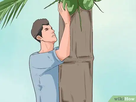 Imagem intitulada Climb a Coconut Tree Step 9