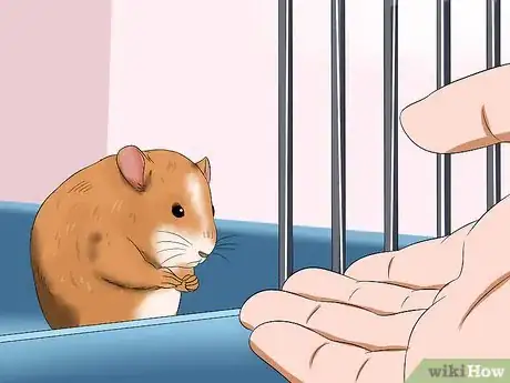 Imagem intitulada Make Your Hamster Trust You Step 8