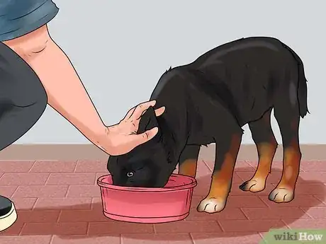 Imagem intitulada Train a German Shepherd Step 5
