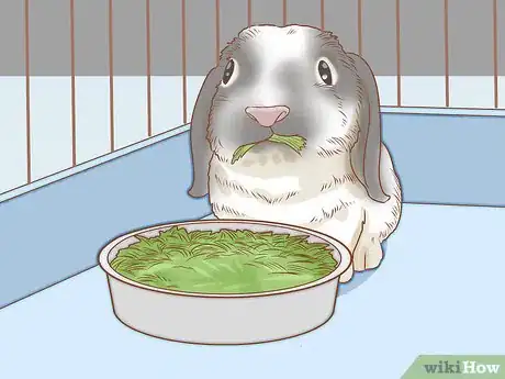 Imagem intitulada Set up a Rabbit Cage Step 13