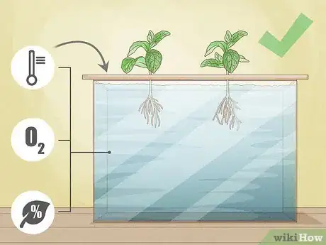 Imagem intitulada Grow a Plant Without Soil Step 6