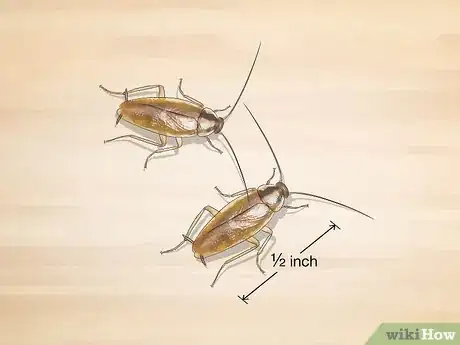 Imagem intitulada Identify a Cockroach Step 8