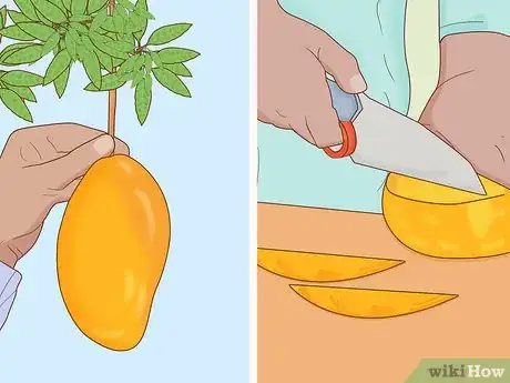 Imagem intitulada Grow a Mango Tree Step 17