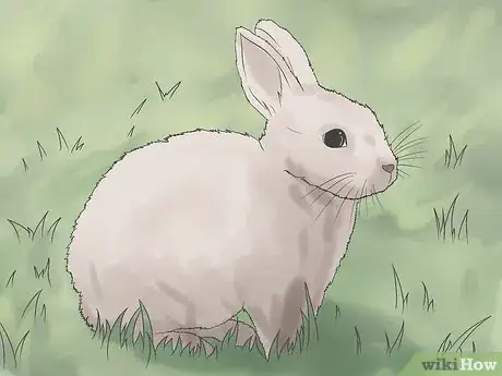 Imagem intitulada Stop a Rabbit from Smelling Step 1