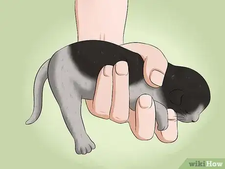 Imagem intitulada Make a Kitten Poop Step 1
