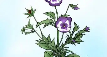 Fazer com que o Amor Perfeito Dê Flores Novamente