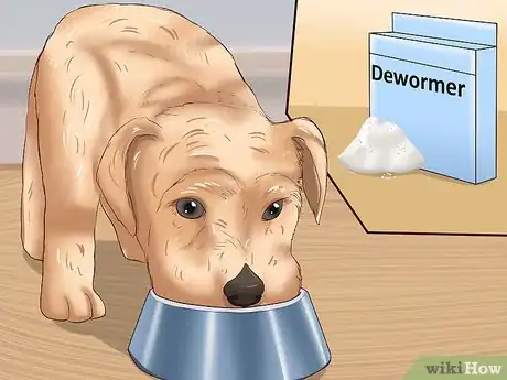 Imagem intitulada Identify Different Dog Worms Step 18