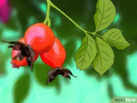 Imagem intitulada Grow Roses from Seed Step 1